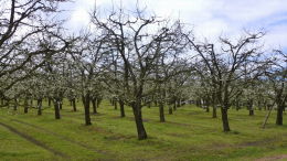Vergers de prune d'Ente en Dordogne, floraison printemps 2016